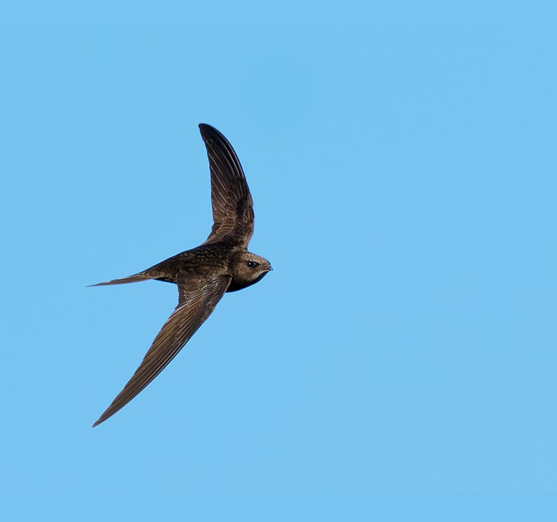 Swift Bricks
