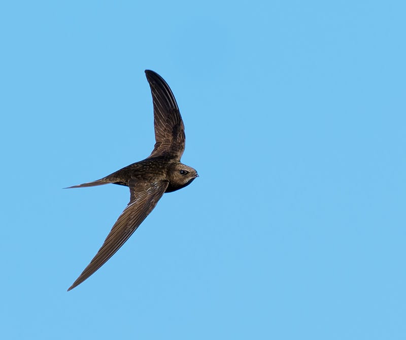 swift Swift Bricks